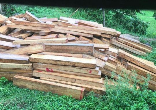 Lâm tặc triệt hạ 30 cây pơ mu hàng trăm năm tuổi ở Quảng Nam