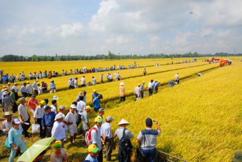 Nhiều nông dân tham quan một “cánh đồng mẫu lớn” ở TP Cần Thơ (Ảnh: Ngọc Trinh/nld.com.vn)