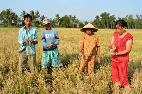  Nông dân huyện An Biên, tỉnh Kiên Giang bị thiệt hại nặng nề do lúa bị ảnh hưởng hạn mặn Ảnh: NGỌC TRINH