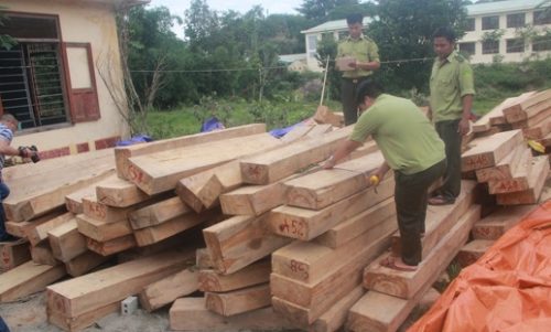 Lực lượng chức năng đang kiểm đếm số gỗ pơ mu lậu bị phát hiện.