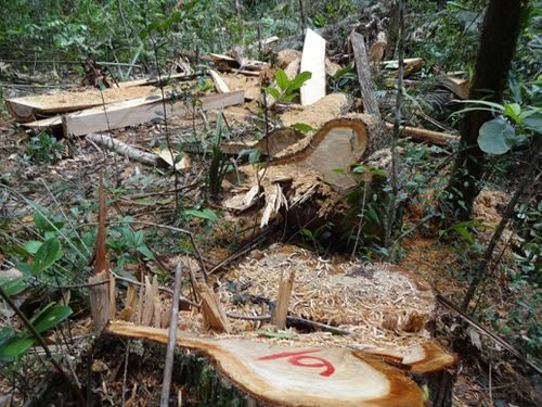 Rừng pơ mu bị tàn phá tại khoảnh 5 tiểu khu 351 gần cột mốc biên giới 717 thuộc xã La Dêê, huyện Nam Giang.