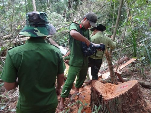 Cơ quan chức năng kiểm tra tại hiện trường tàn phá rừng pơ mu.