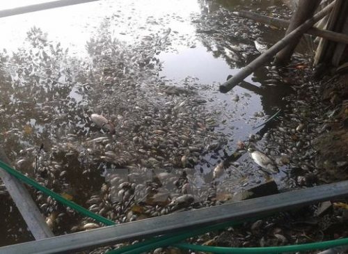 Ủy ban Nhân dân phường Đông Vệ đã cử Đoàn Thanh niên đến vớt cá, tránh ô nhiễm môi trường. (Ảnh: Trịnh Duy Hưng/TTXVN)