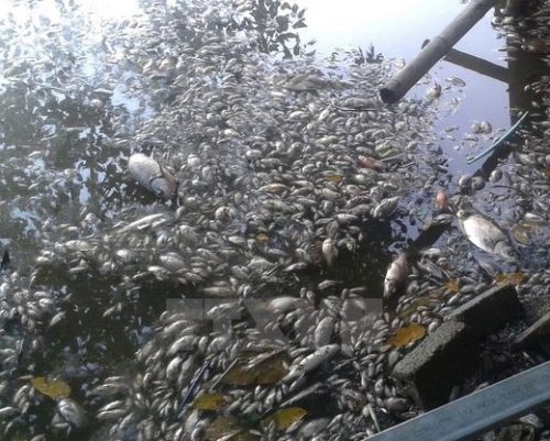 Trước đây, tình trạng cá chết hàng loạt đã từng xảy ra tại hồ Mật Sơn. (Ảnh: Trịnh Duy Hưng/TTXVN)