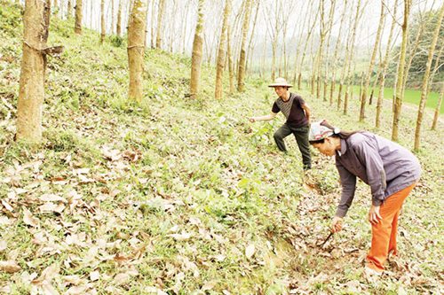 Hiện nay đã có 243 công ty nông, lâm nghiệp đã được Thủ tướng Chính phủ phê duyệt mô hình sắp xếp