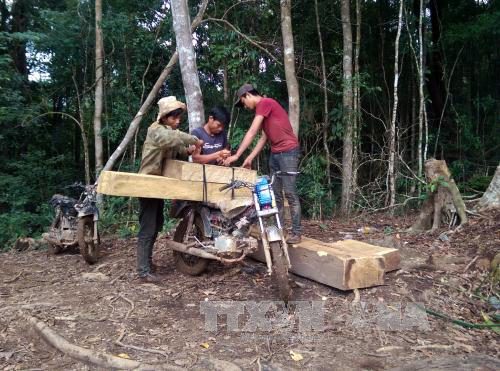 Lâm tặc công khai bốc xếp, vận chuyển gỗ lậu trên địa bàn xã Đăk Nhoong (Ảnh chụp ngày 20/6/2016). Ảnh: Cao Nguyên/TTXVN 