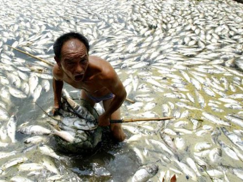 Ngày 11-7-2007, 50 tấn cá chết vì ô nhiễm trong một hồ nước ở thành phố Vũ Hán, tỉnh Hồ Bắc - Trung Quốc (Ảnh: Reuters)