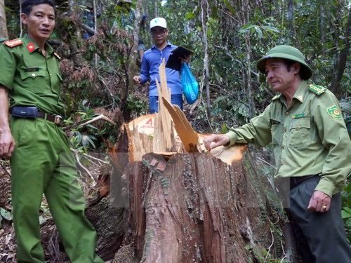 Lực lượng chức năng kiểm tra hiện trường vụ phá rừng (Ảnh: Nguyễn Sơn/TTXVN)