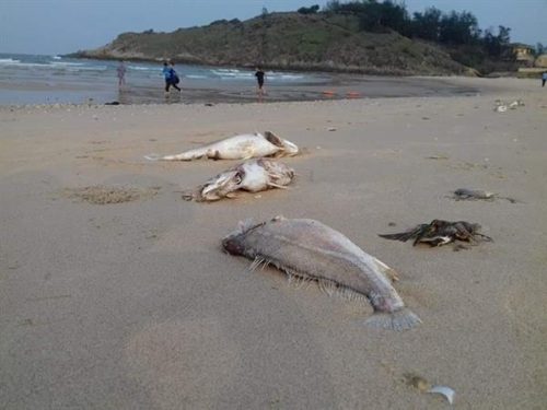 Cá chết tại 4 tỉnh miền Trung là sự cố môi trường nghiêm trọng. Ảnh internet.