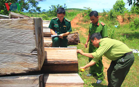 Đội kiểm soát liên ngành huyện Ia H'Drai kiểm tra gỗ tang vật 
