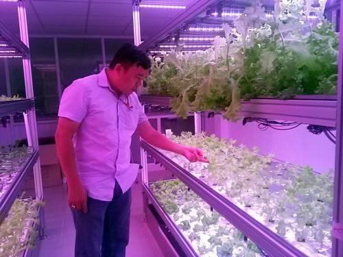 TS Cao Đình Hùng đang kiểm tra mô hình trồng rau thủy canh tại trường ĐH Khoa học Tự nhiên TP Hồ Chí Minh.