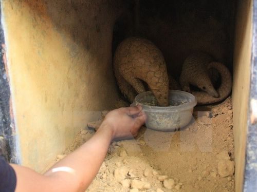 Cho tê tê ăn. (Ảnh: Ninh Đức Phương/TTXVN)