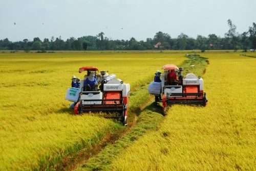 Sự liên kết trong nông nghiệp ở ĐBSCL vẫn còn rất lỏng lẻo (Ảnh: Thu hoạch lúa ở ĐBSCL).