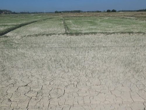 Nhiều diện tích lúa ở Nghệ An đang chờ chết vì thiếu nước, hạn hán. (Ảnh: Nguyễn Văn Nhật/Vietnam+)