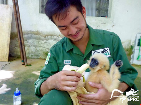 Hiện tại cá thể vượn có sức khỏe, phát triển tốt. Ảnh do EPRC cung cấp