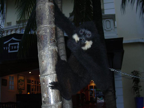 Một cá thể vượn bị nuôi nhốt trái phép tại một nhà hàng từng được cứu hộ thành công. Ảnh do EPRC cung cấp