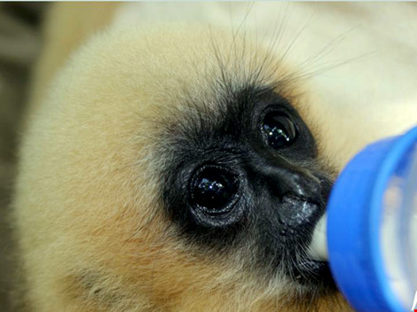 Cá thể vượn má hung được cứu hộ thành công tại Trung tâm Cứu hộ tại Vườn quốc gia Cúc Phương. Ảnh do EPRC cung cấp