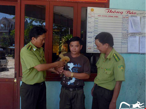 Trước đó, cá thể vượn nói trên được cứu hộ từ tỉnh Quảng Ngãi. Ảnh do EPRC cung cấp