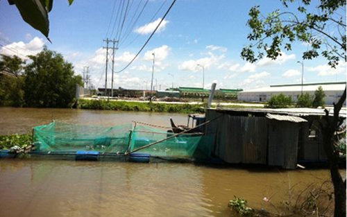 Nhiều bè nuôi cá tra gần khu vực nhà máy giấy lo lắng cho việc nuôi trồng thủy sản trong tương lai.