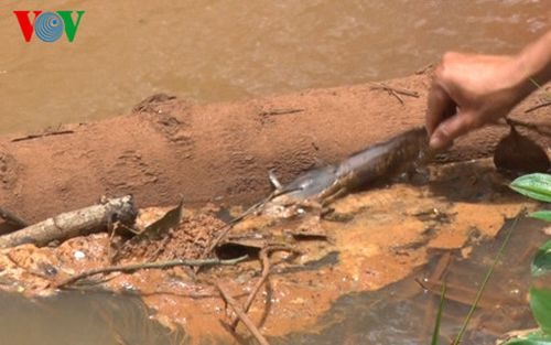 Cá chết ở suối Đăk Yao