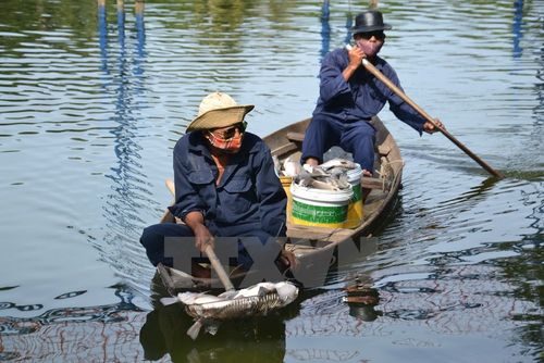 Ngày 1/8, xuất hiện cá chết nhiều tại hồ trong Công viên 29/3 (phường Thạc Gián, quận Thanh Khê, thành phố Đà Nẵng).(Nguồn: Đinh Văn Nhiều/TTXVN)