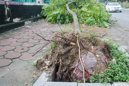 Cây xanh trên đường Kim Giang (Hà Nội) đổ lộ nguyên bầu trong bão số 1.