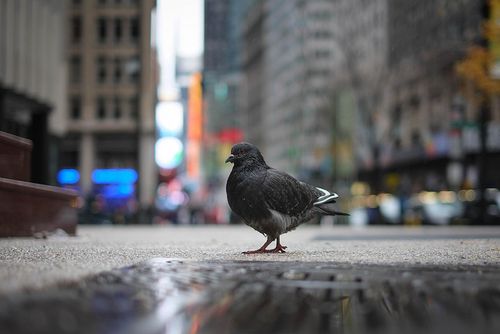 Chim bồ câu tại New York. (Ảnh: Nick Harris)