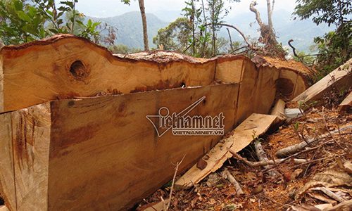 Một cây pơ mu bị đốn hạ trong khu bảo tồn thiên nhiên Pù Hoạt