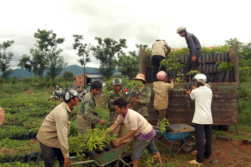 Tây Nguyên thiếu vốn trồng mới rừng