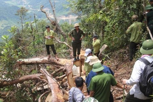 Đoàn liên ngành vào tận hiện trường vụ phá rừng để kiểm tra thực trạng mà dư luận phản ánh.