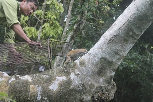 Cá thể culi được thả về rừng tự nhiên ở Bình Thuận (Ảnh ENV)