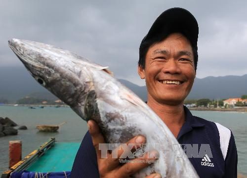 Niềm vui trúng vụ cá của ngư dân Côn Đảo (Ảnh: Duy Khương/TTXVN)