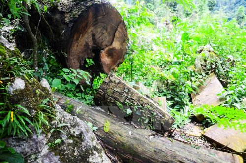 Tại khu vực giáp ranh giữa xã Mường Đun, huyện Tủa Chùa với xã Phình Sáng, huyện Tuần Giáo, tỉnh Điện Biên, trong thời gian qua nóng lên tình trạng lâm tặc vào rừng đốn hạ những cây gỗ nghiến cổ thụ để làm thớt. (Ảnh: Xuân Tư/TTXVN)