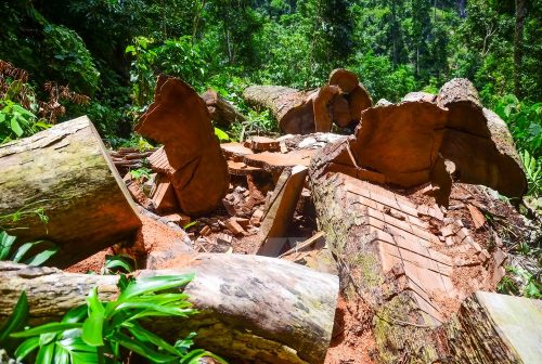 Những cây gỗ nghiến hàng trăm năm tuổi đã bị lâm tặc đốn hạ không thương tiếc để 'chế tác' thành những chiếc thớt nghiến mang từ rừng ra phố để tiêu thụ. (Ảnh: Xuân Tư/TTXVN)