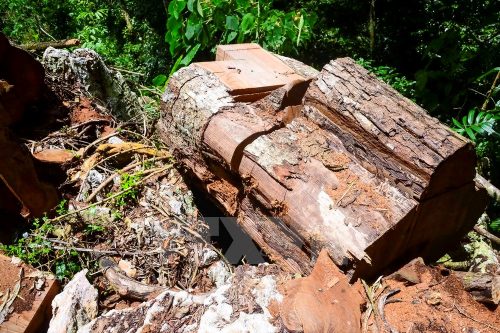 Cây gỗ nghiến cổ thụ có đường kính lớn đã bị lâm tặc chặt hạ... (Ảnh: Xuân Tư/TTXVN)