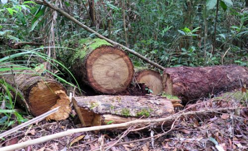 Hiện trường của các vụ phá rừng tại tiểu khu 474 xã Măng Cành, huyện Kon Plông, tỉnh Kon Tum. Những cây gỗ lớn đã bị lâm tặc đốn hạ. Ảnh: Cao Nguyên-TTXVN