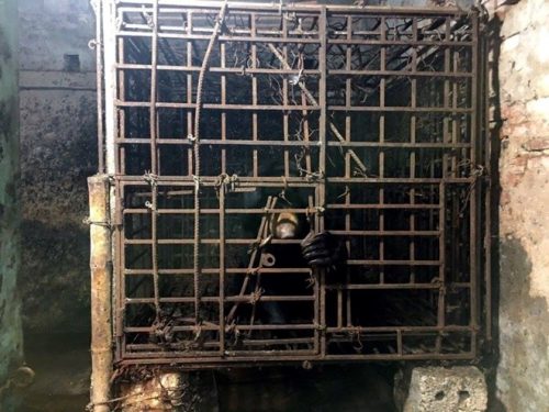 Cá thể gấu chó bị nuôi nhốt trong lồng sắt trước khi được cứu hộ. (Nguồn: TCĐVCA)