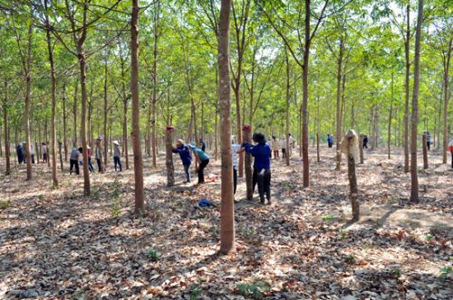 Các nhà khoa học khuyến cáo không nên chuyển đổi rừng khộp ở Tây Nguyên sang trồng cao su (Ảnh: Cao Nguyên - TTXVN)