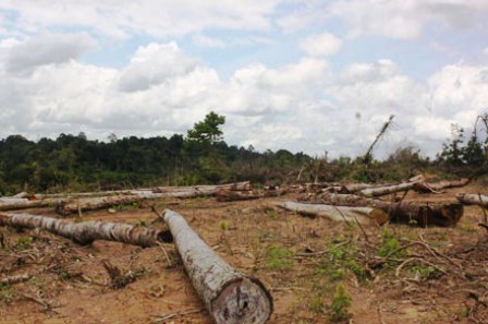 Hàng trăm hécta rừng ở BP trong 2 dự án trên đã bị chặt hạ vì lý do “chuyển đổi rừng nghèo kiệt”.
