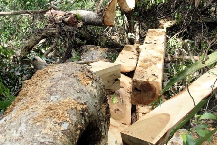 Gần 300 m3 gỗ các loại bị nhóm của Hà đen tàn phá. Ảnh: Báo Lâm Đồng