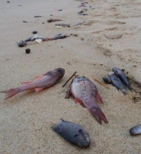 Cá chết gây thiệt hại nặng cho người dân miền Trung
