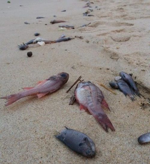 Cá chết gây thiệt hại nặng cho người dân miền Trung
