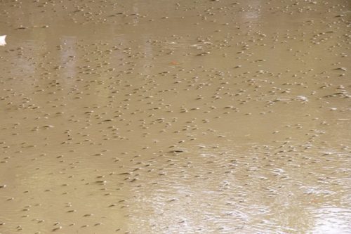 Cá nổi lờ đờ trên mặt sông An Cựu.