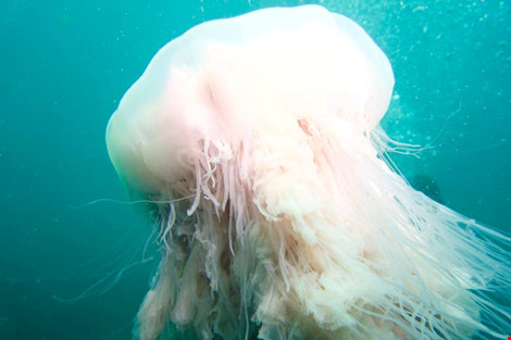 Một chú sứa biển mềm mại lướt qua trước mặt "những thợ lặn nghiệp dư".