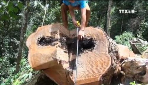 Cây gỗ cổ thụ bị chặt hạ.