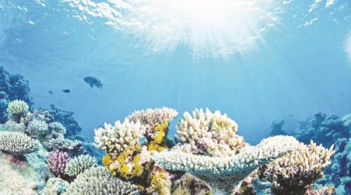 Hệ sinh thái đa dạng tại Biển Đông đang bị đe dọa (Ảnh: Hải Quan)