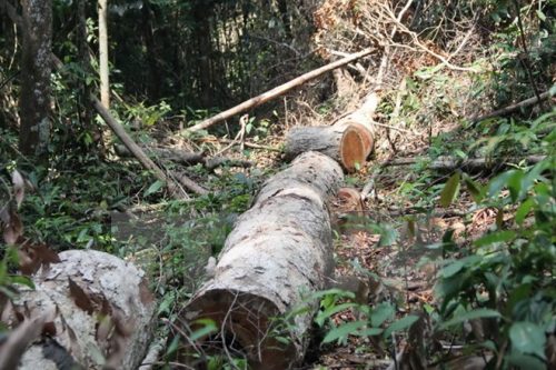 Khu vực rừng xã Lộc Bắc, huyện Bảo Lâm bị tàn phá (Ảnh : Đặng Tuấn/TTXVN)