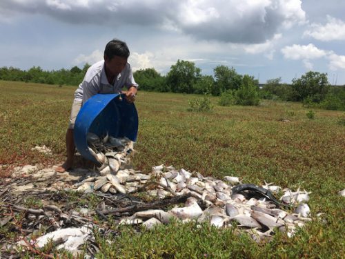  Ông Huỳnh Văn Sa buộc phải đổ hàng nghìn con cá chim bị chết