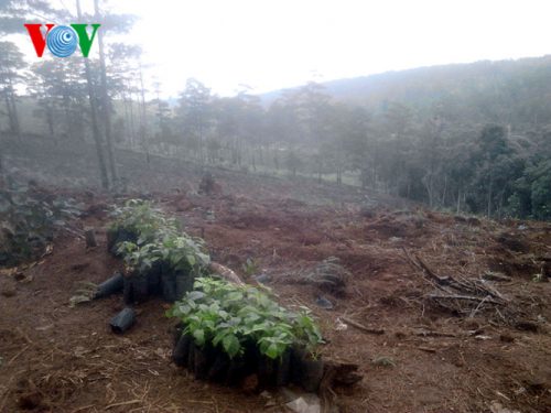 Năm 2009, tỉnh Lâm Đồng quyết định thu hồi 279 ha rừng và đất rừng trong một dự án được giao cho Công ty TNHH TM&DV Gia Linh, huyện Bảo Lâm. 