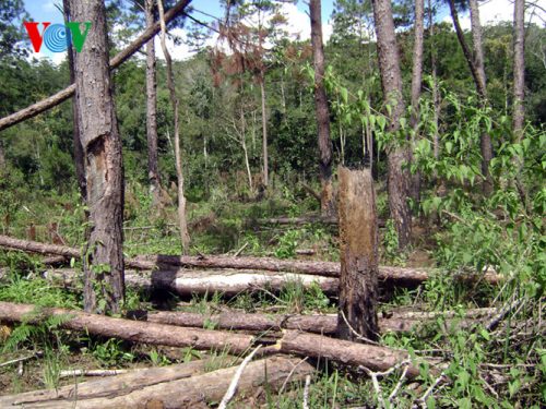 Từ khi Công ty Gia Linh triển khai dự án trồng rừng, bảo vệ rừng và sản xuất nông - lâm kết hợp trên một phần tiểu khu này thì tranh chấp, xâu xé càng diễn ra nhiều.